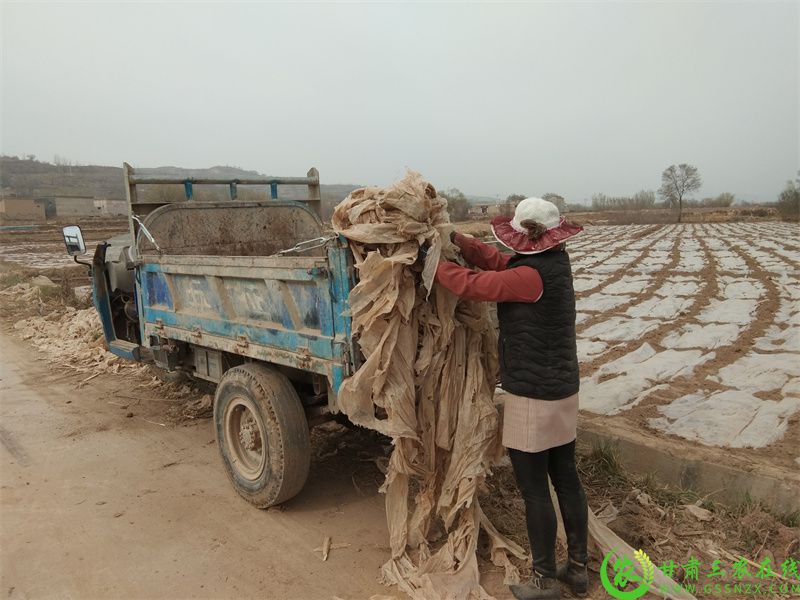 群众覆上新膜收回旧膜，不让废旧地膜污染环境.jpg