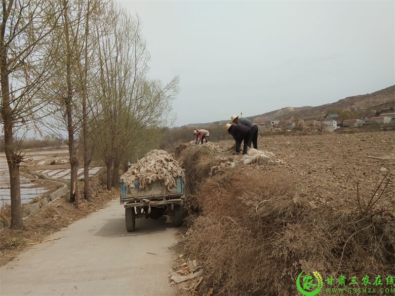 群众自觉拾捡田间地头的废旧地膜.jpg