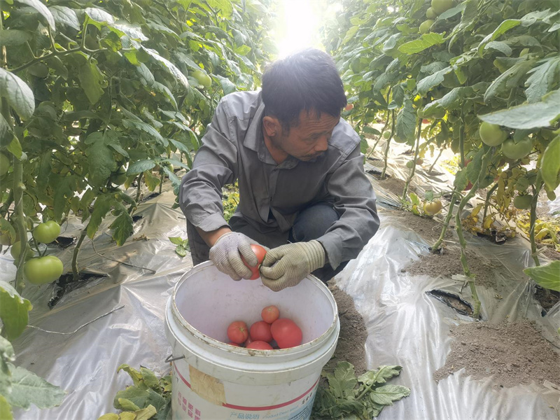 瓜州县梁湖乡岷州村村民张虎林正在采摘西红柿.jpg