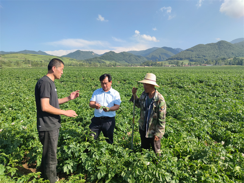 乔彩凤拍摄：五竹镇镇村干部和合作社负责人正在对比覆膜对马铃薯长势的影响情况。.jpg