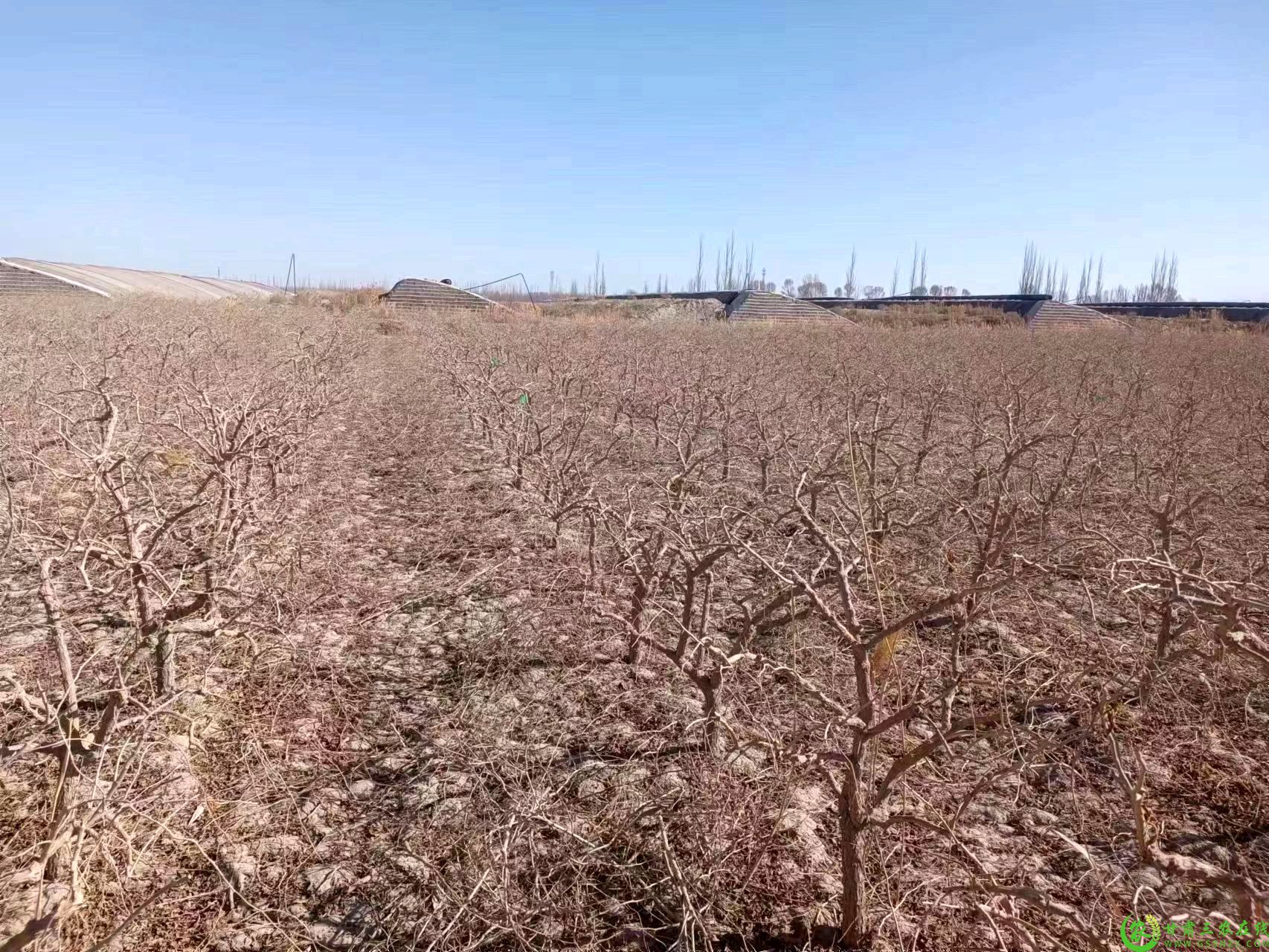 瓜州县布隆吉乡布隆吉村千亩绿色枸杞标准化生产基地.jpg