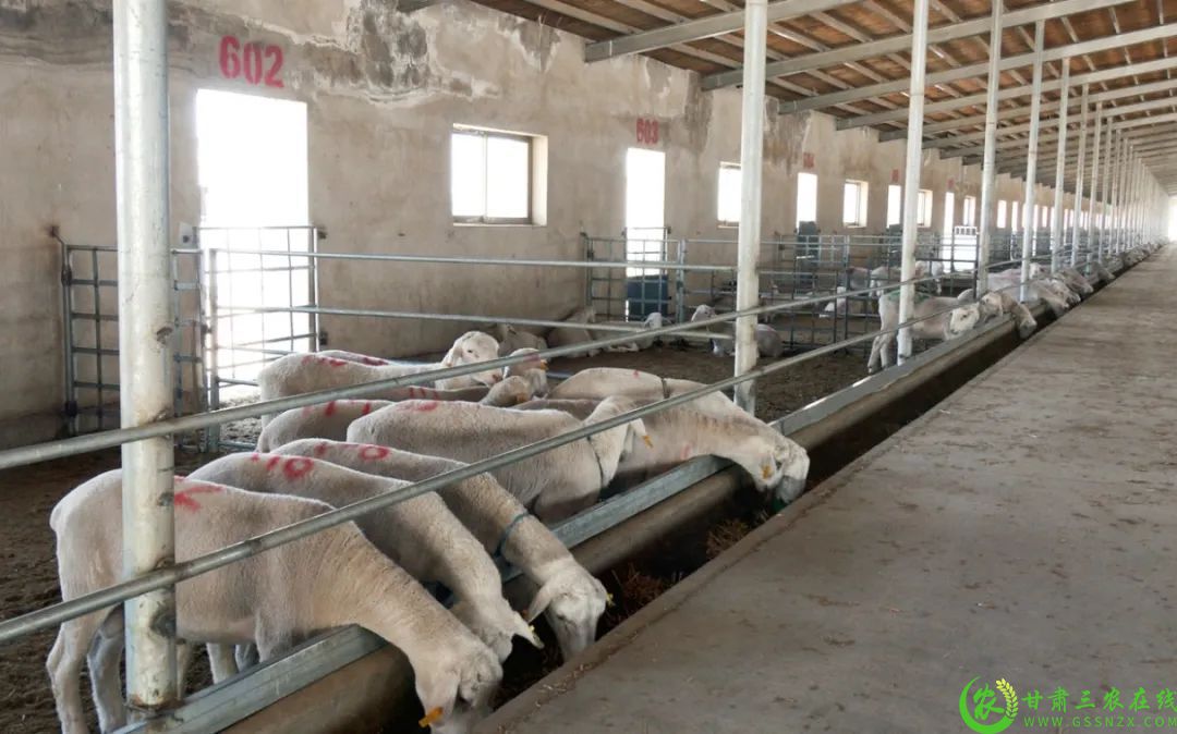 瓜州县肉羊产业.jpg