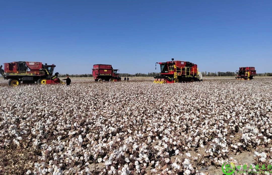图为 采棉机在瓜州县西湖镇四工村机采棉种植基地棉田里来回穿梭1.jpg