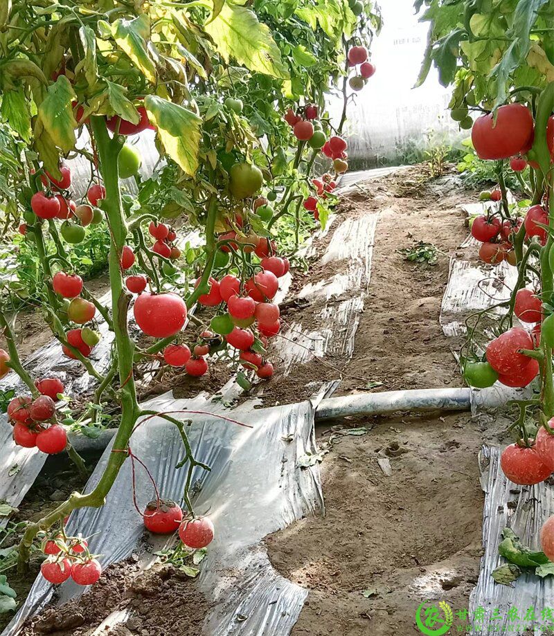 草莓西红柿.jpg