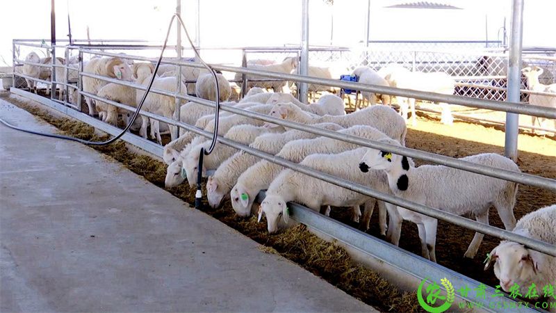 1.标准化养殖小区的羊儿膘肥体壮.jpg