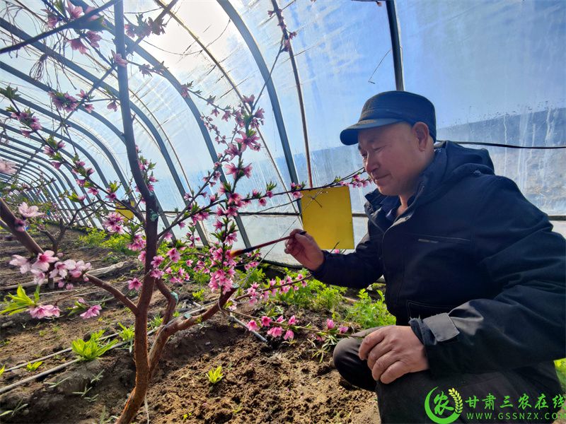 付怀存正在抓紧对盛花期的桃树进行花期精细管理.jpg