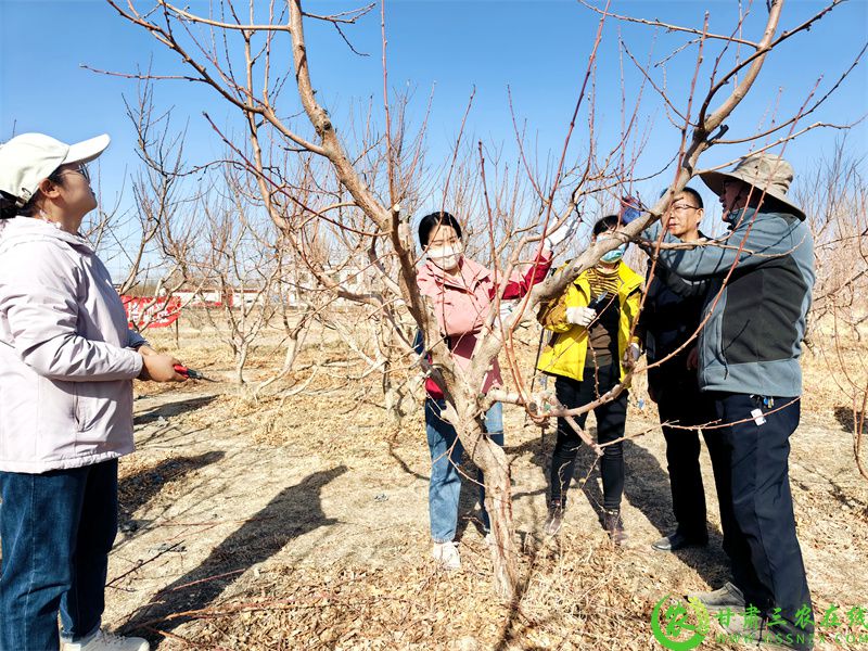 5.金塔县组织专家和技术人员，深入田间地头，扎实开展林业科技培训服务.jpg