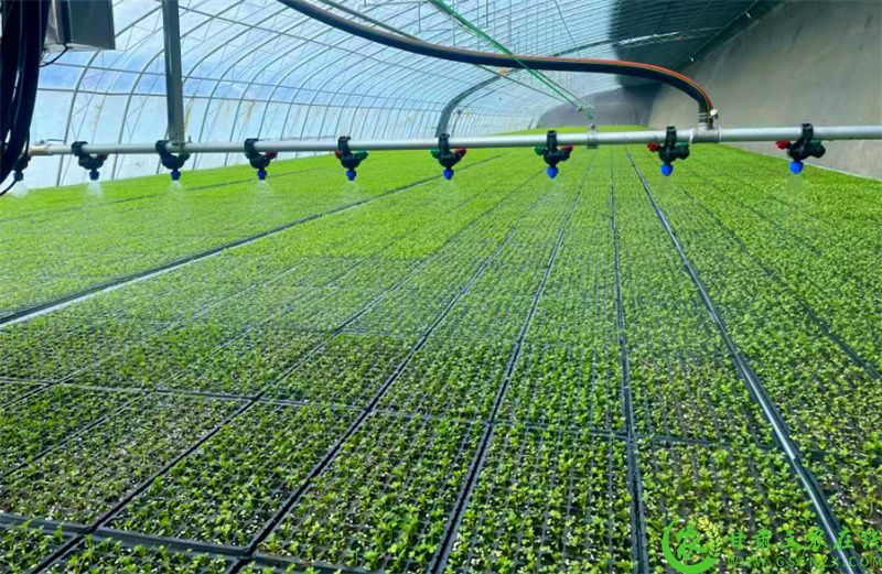 智慧农业--水肥一体化温室大棚.jpg
