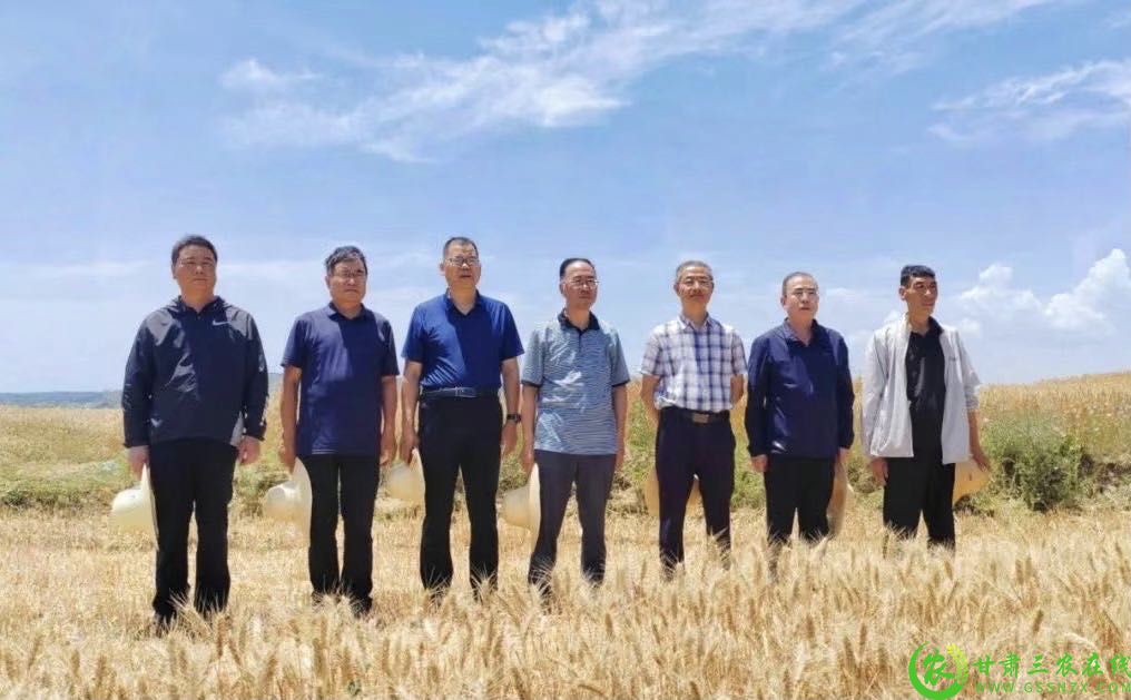农业农村部小麦专家指导组赴陇南市开展冬小麦实收测产