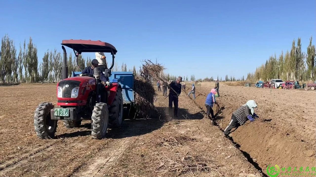 瓜州县西湖镇向阳村甘草种植基地农户在捡拾甘草.jpg