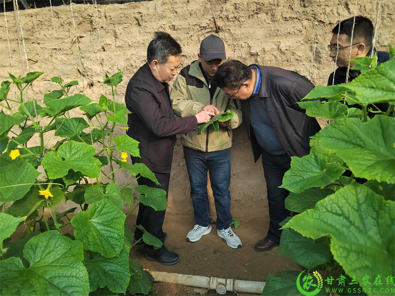 中国农科院专家李世东来靖远调研指导设施蔬菜连作障碍综合治理1.png