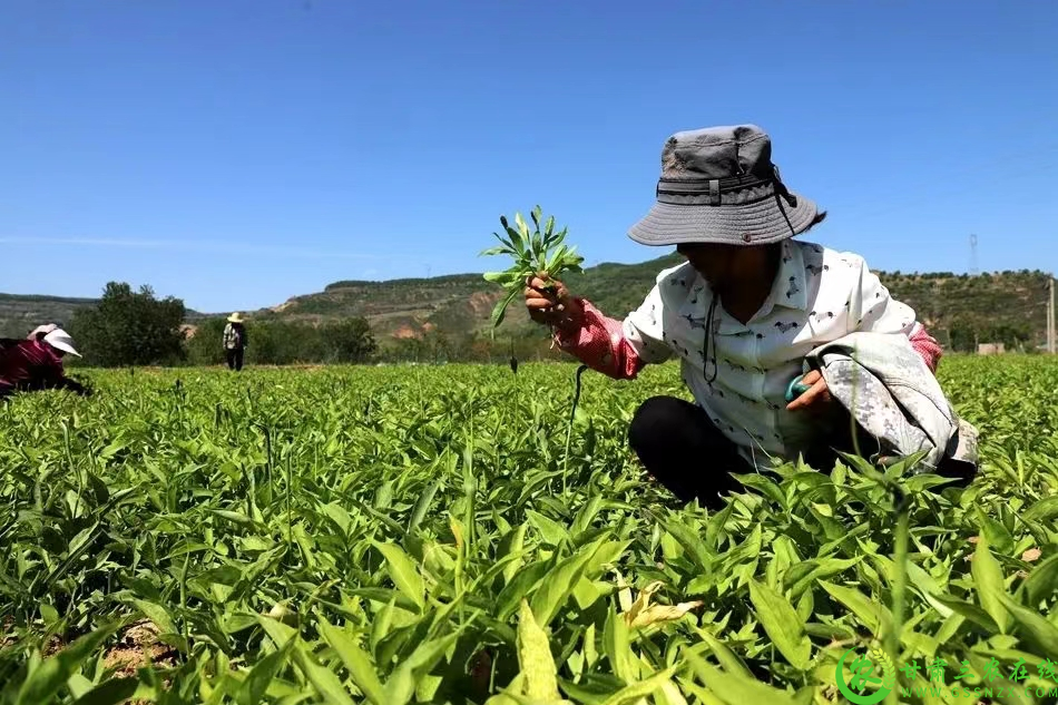 秦亭镇乡村振兴之路(2).png