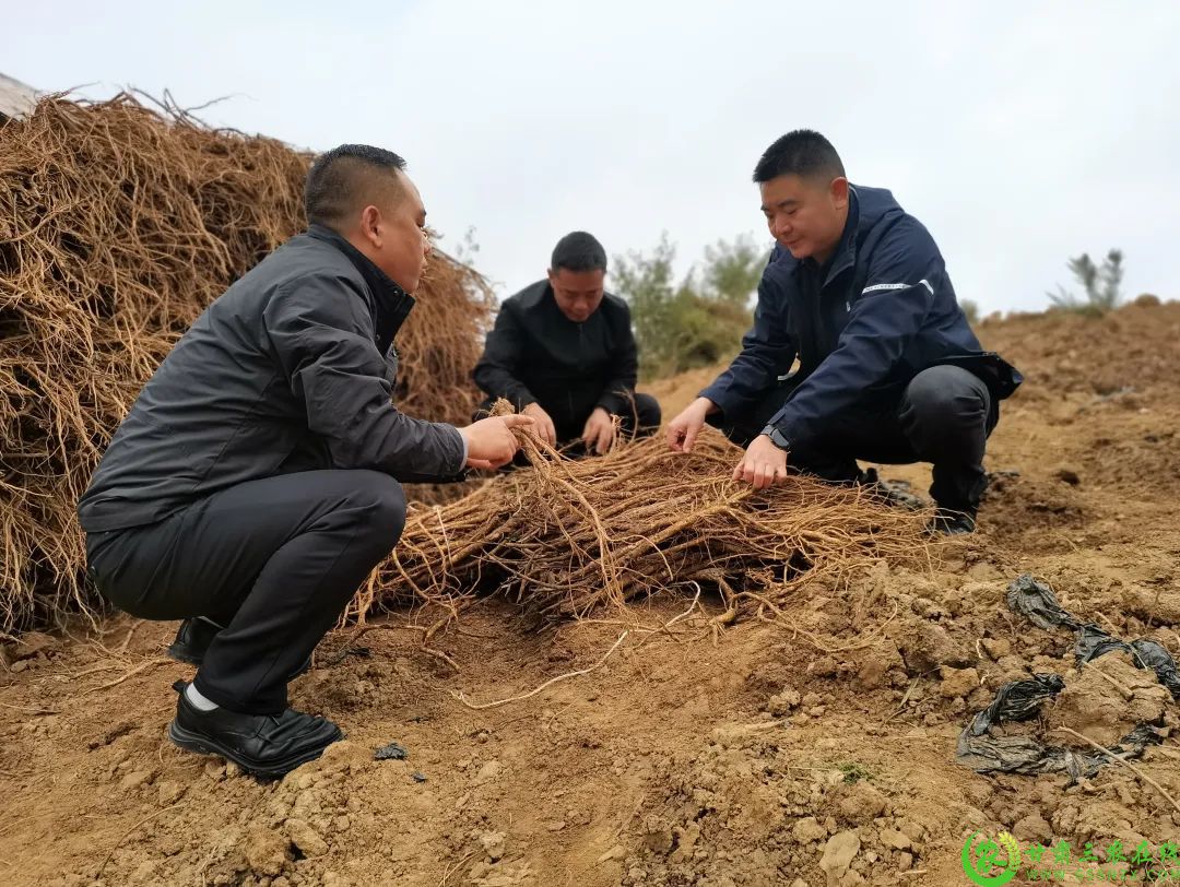 龙凤乡：中药材丰收.jpg