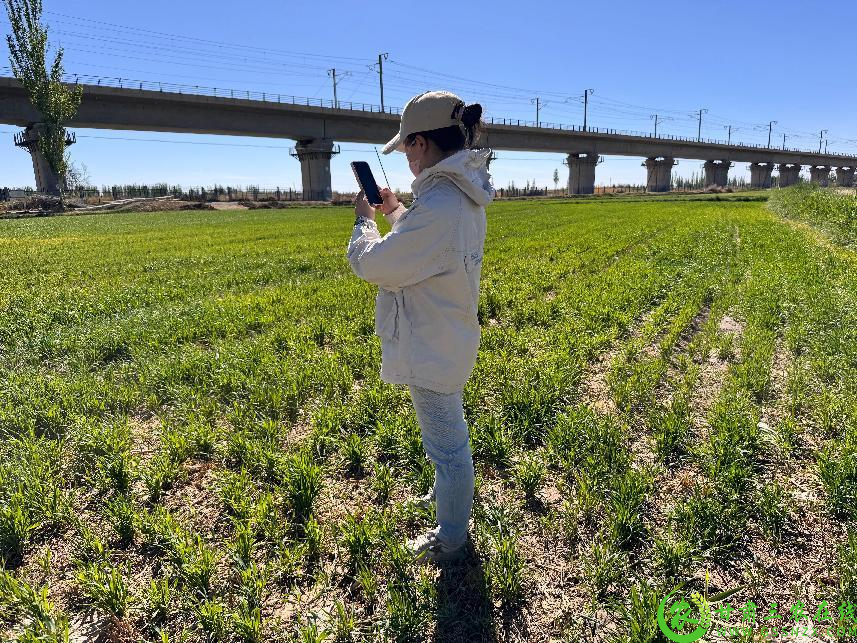 腰站子东乡族镇镇村干部深入田间地头逐地块进行核查.jpg