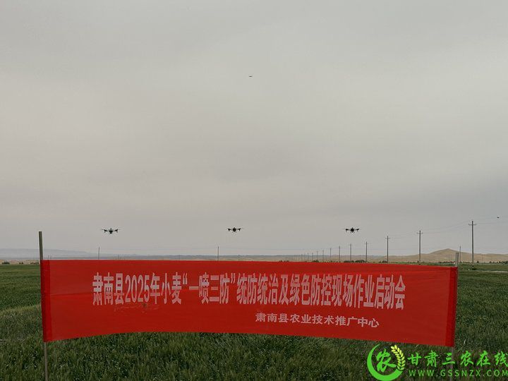 2025年5月30日明花乡小麦“一喷三防照片.jpg