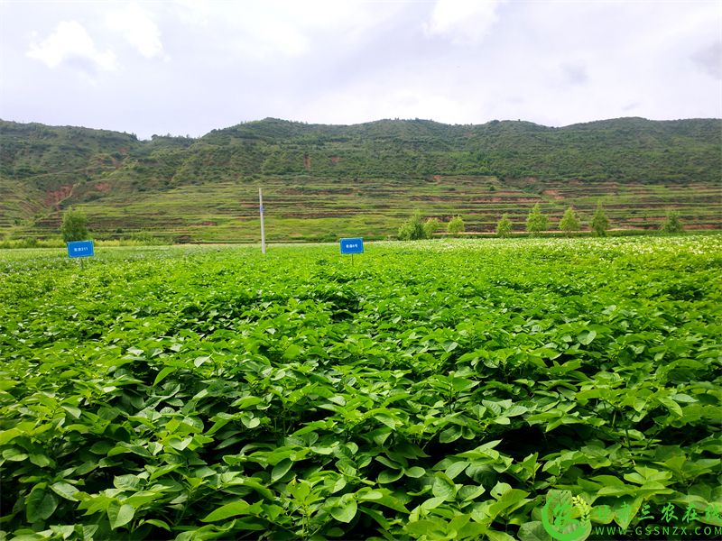 马铃薯试验示范基地 (3).jpg