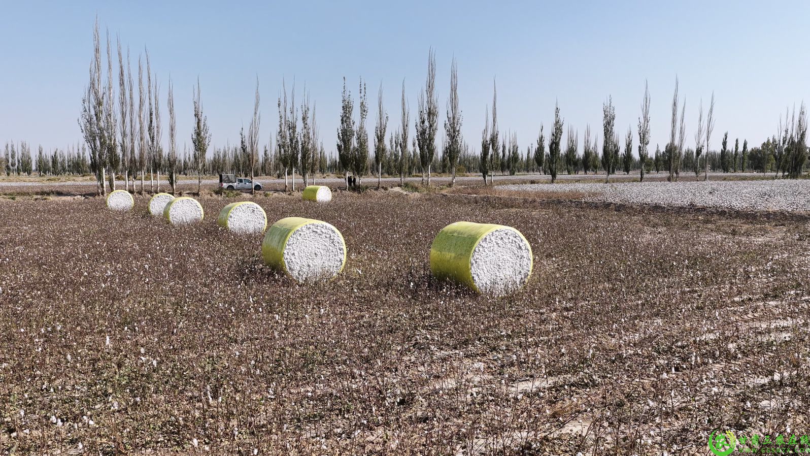 图片3 瓜州县瓜州镇瓜州村机采棉基地 大型采棉机开足马力采棉3.jpg
