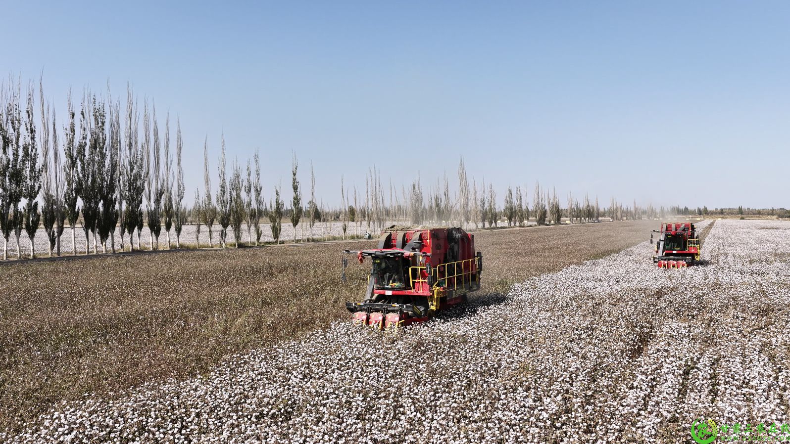 图片2 瓜州县瓜州镇瓜州村机采棉基地 大型采棉机开足马力采棉2.jpg