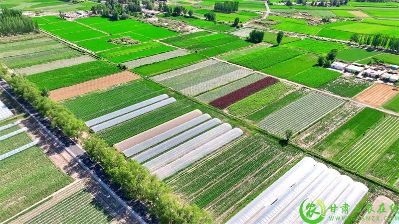 4.中东镇高标准农田.jpg