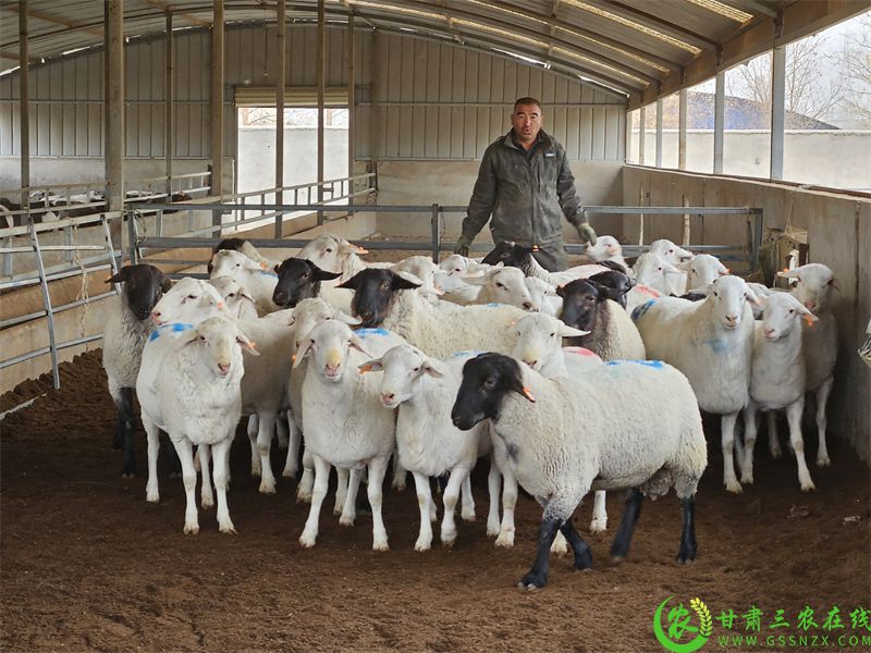 敦煌市:发放良种公羊 力促羊产业“畜”势腾飞 (2).jpg