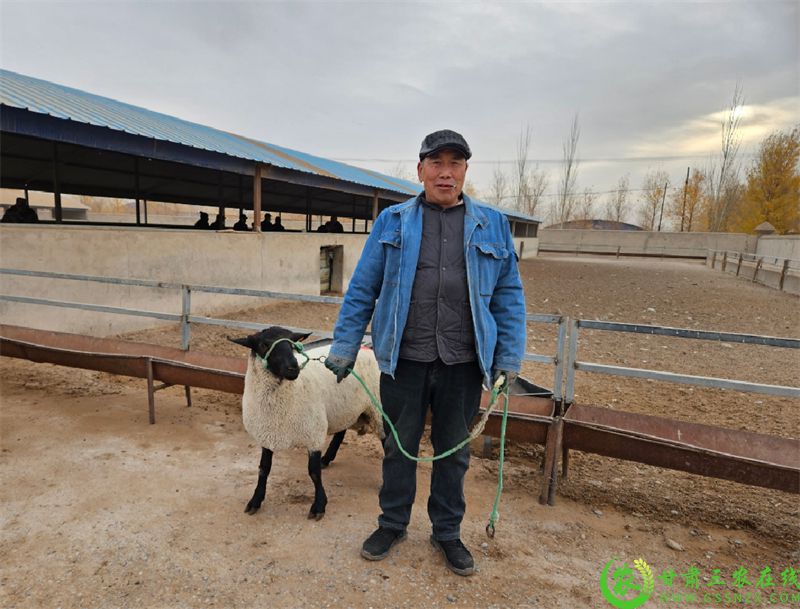 敦煌市:发放良种公羊 力促羊产业“畜”势腾飞 (5).jpg