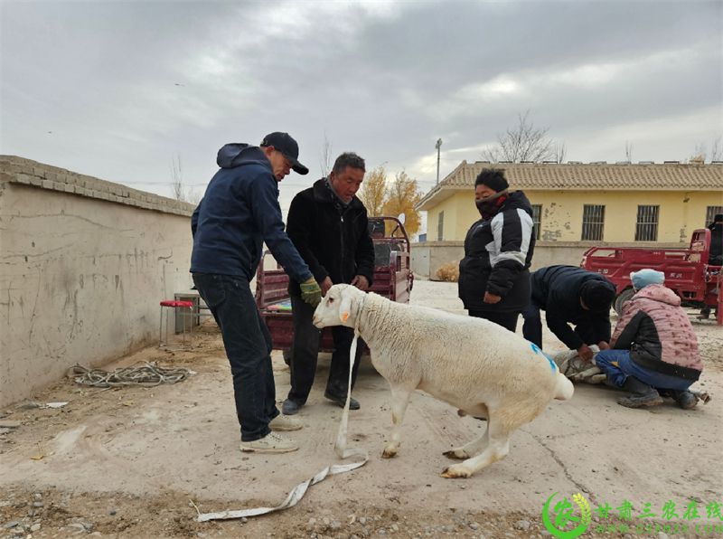 敦煌市:发放良种公羊 力促羊产业“畜”势腾飞 (6).jpg