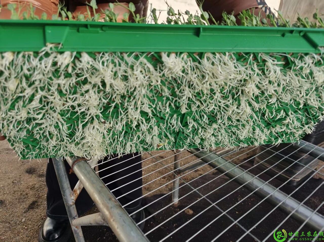 图片3  00后创业者赵锦畑温室大棚里培育了的芽苗菜1.jpg