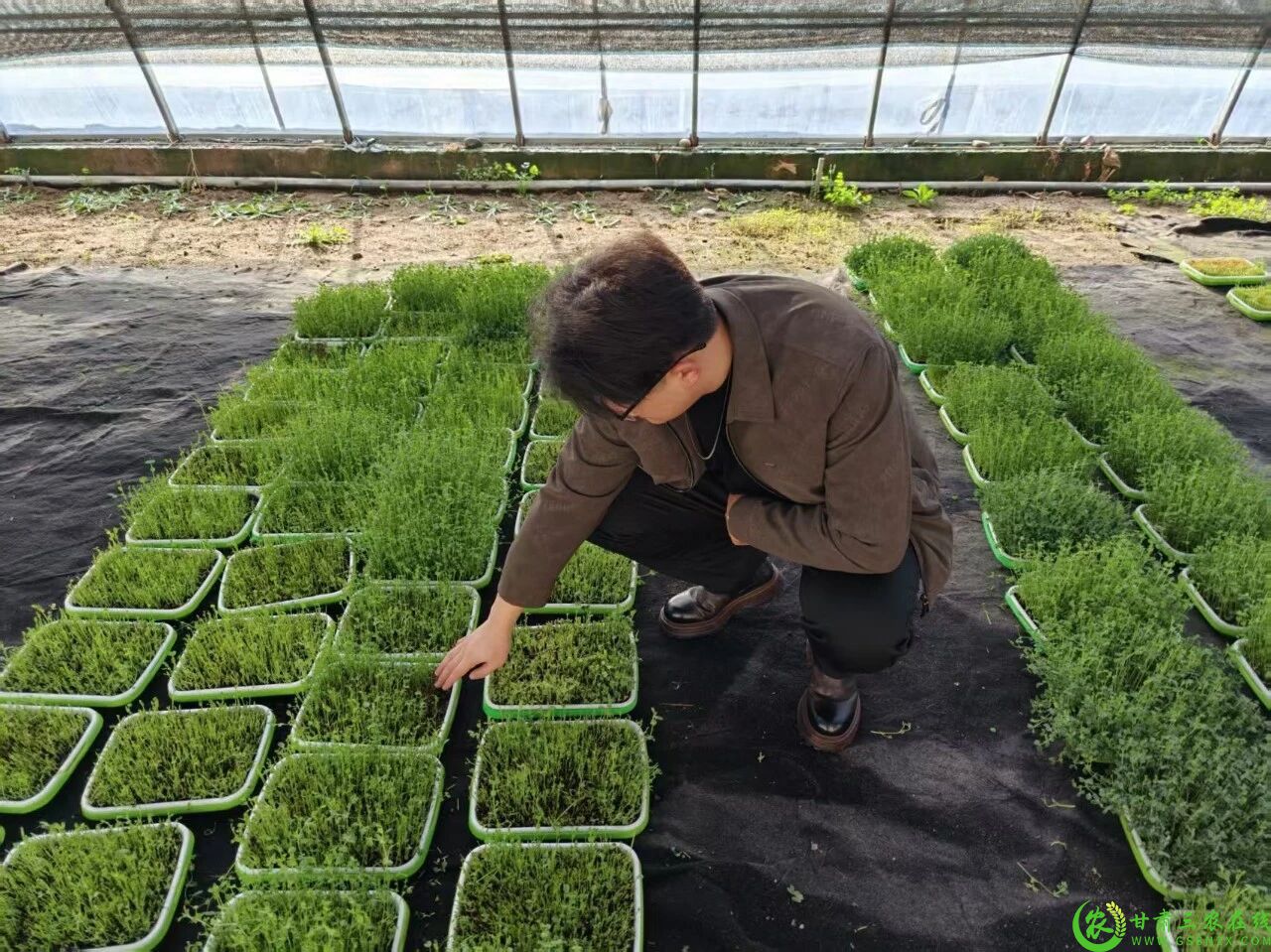 图片2  00后创业者赵锦畑种植的温室大棚2.jpg