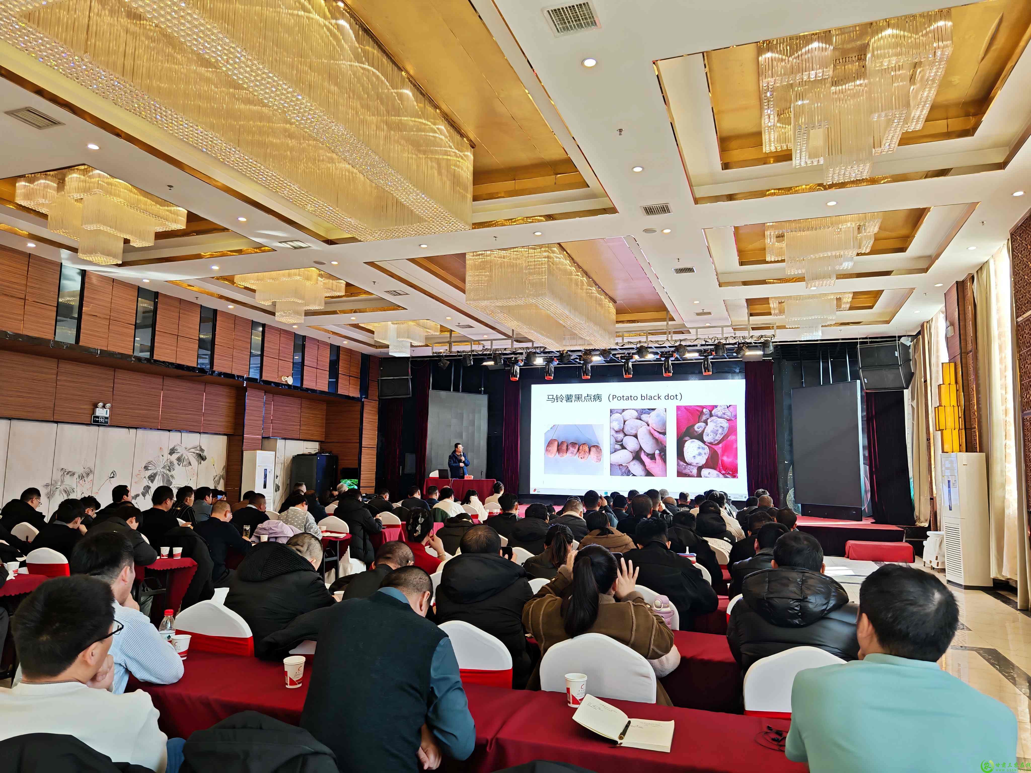 培训讲解马铃薯病害(1).jpg