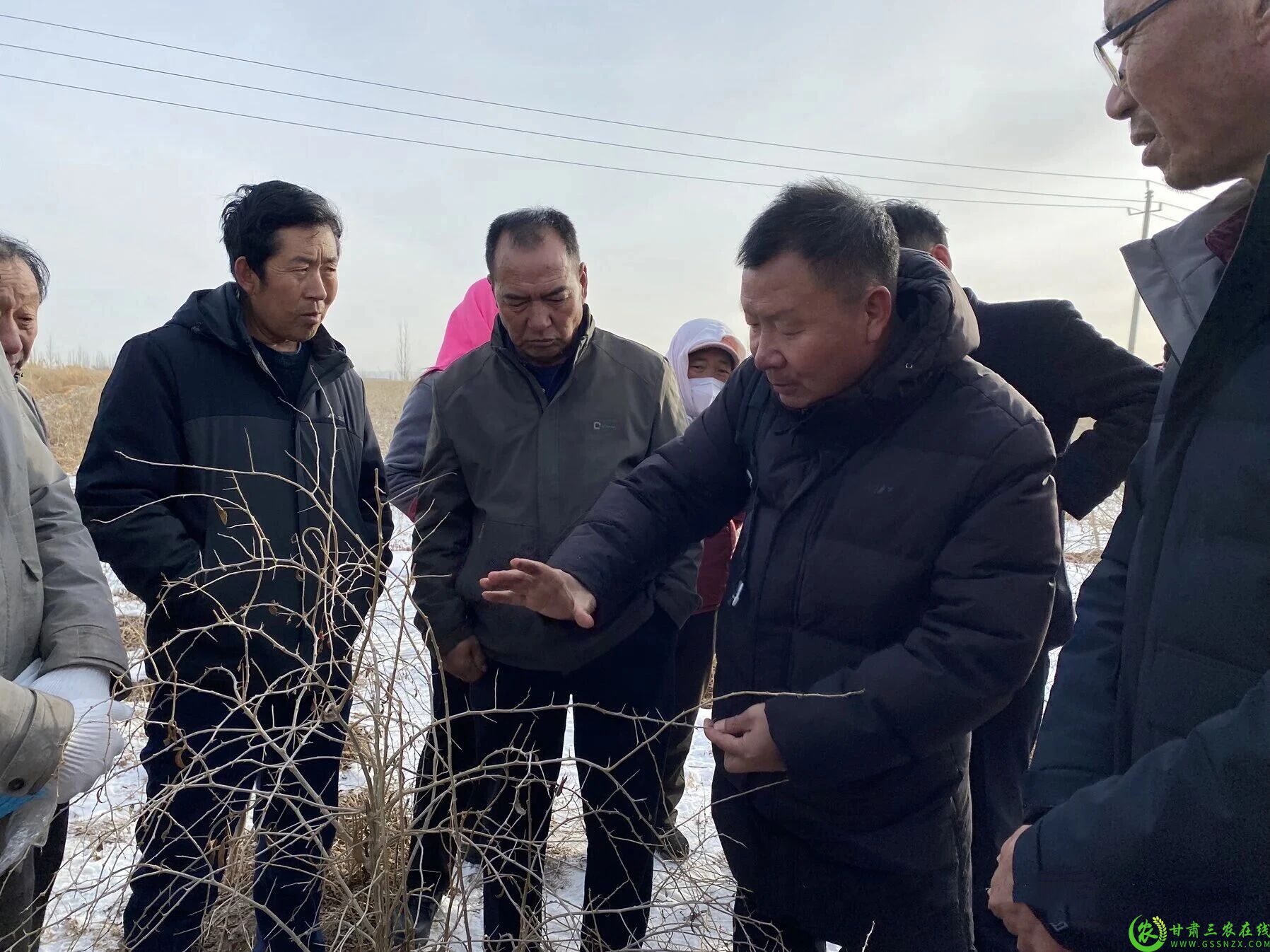 图片2 瓜州县组织专家团队深入主要枸杞产区现场指导枸杞修剪工作2.jpg