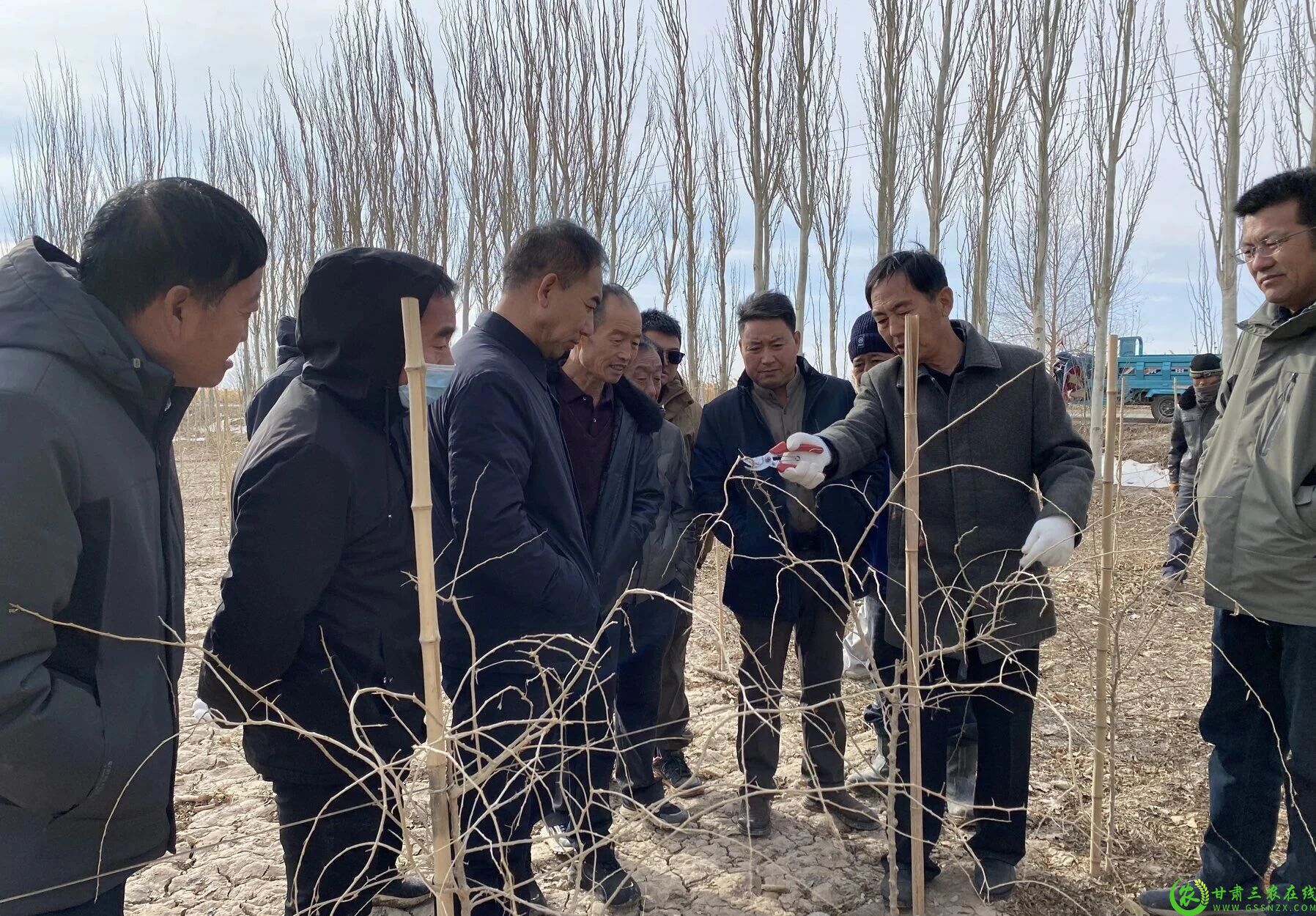 图片1 瓜州县组织专家团队深入主要枸杞产区现场指导枸杞修剪工作1.jpg