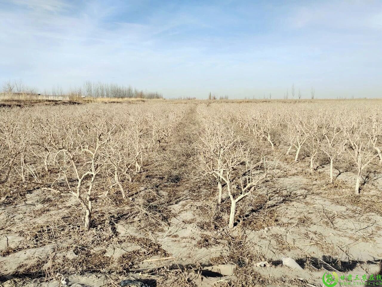 图片4 标准化修剪后的枸杞地.jpg