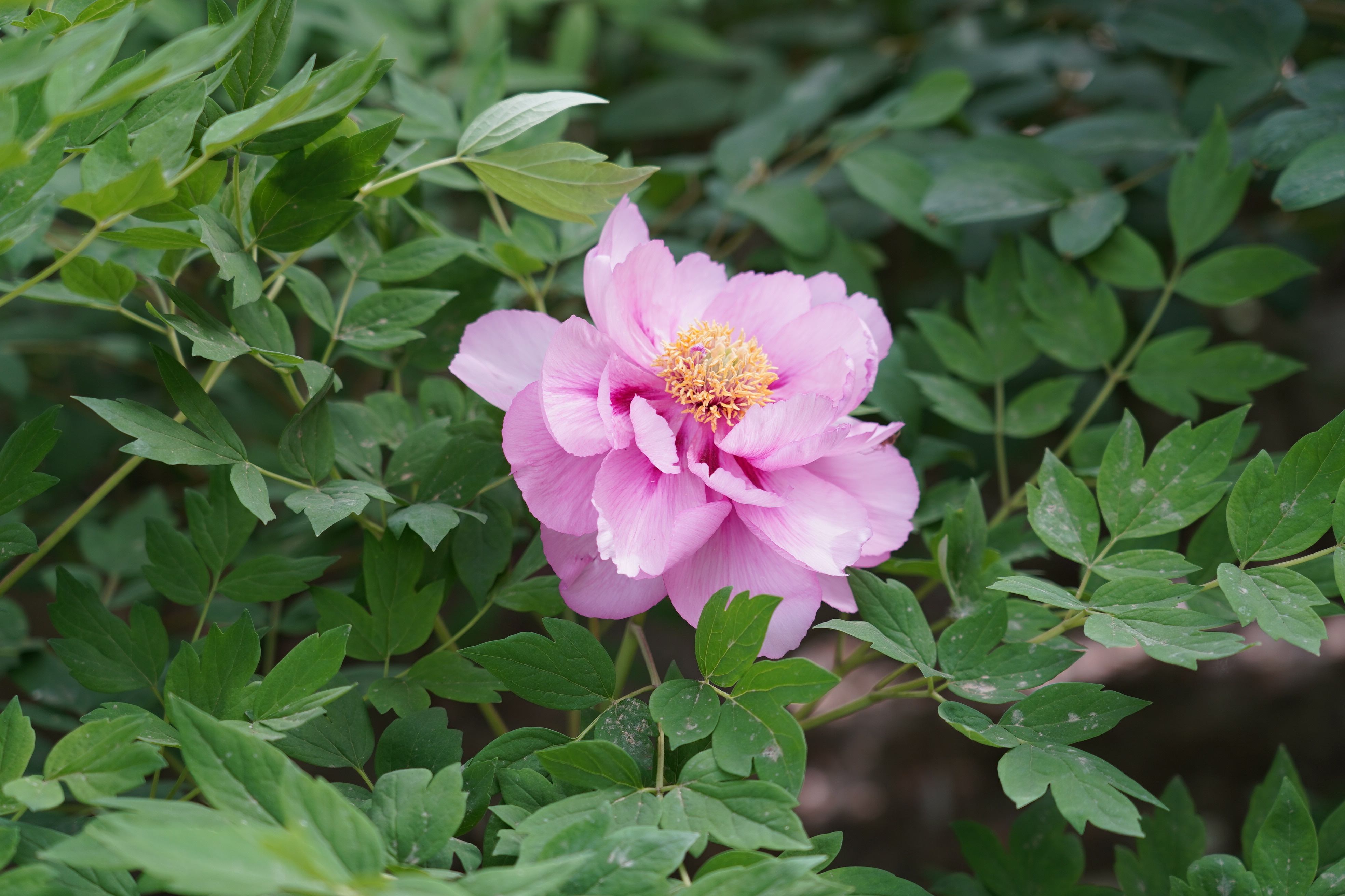 DSC07635.jpg