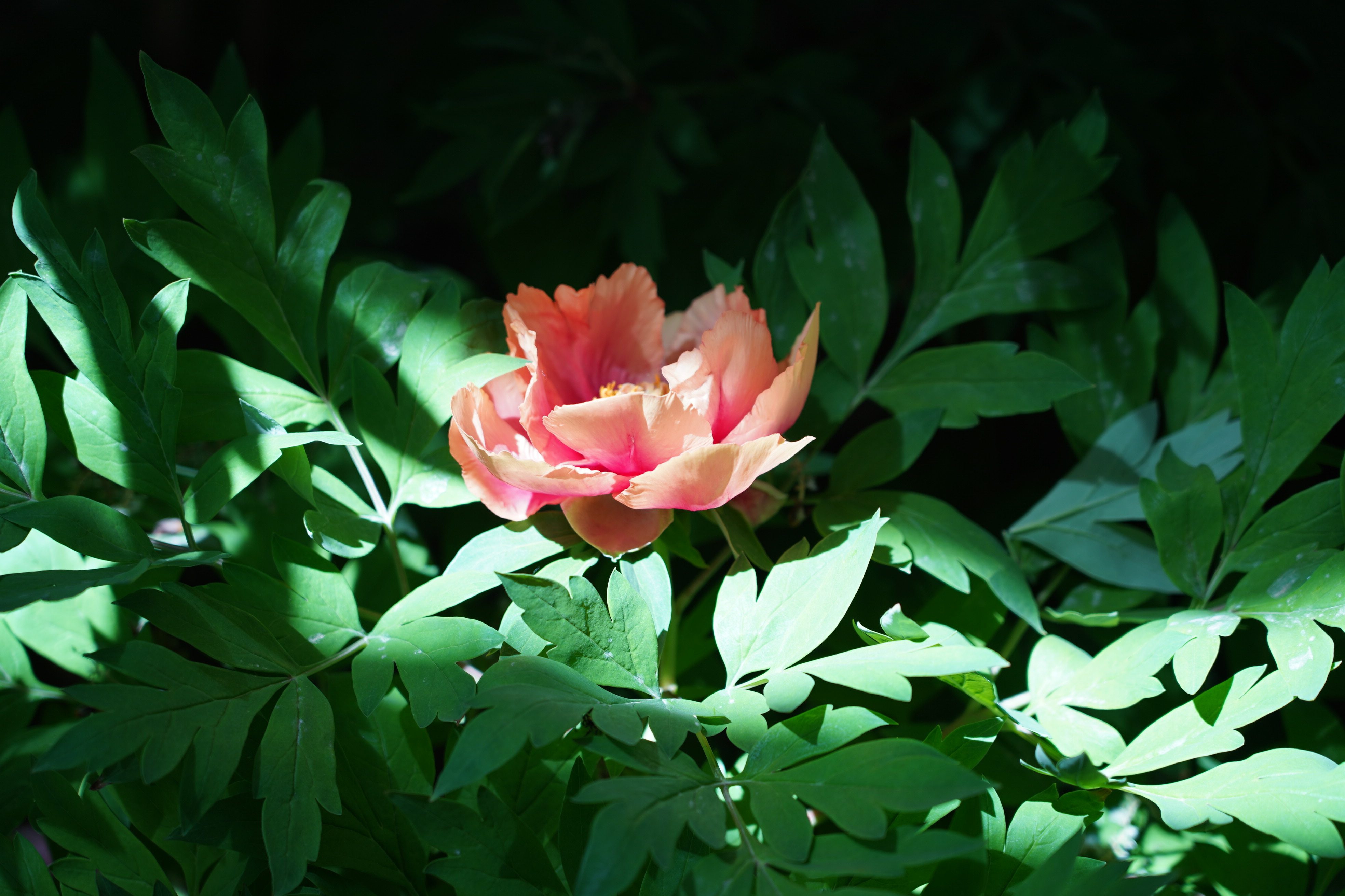 DSC07715.jpg