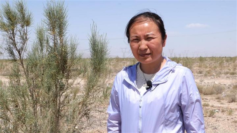 遇见最美嘉峪关 永昌县深耕“三北”防护林建设2.jpg