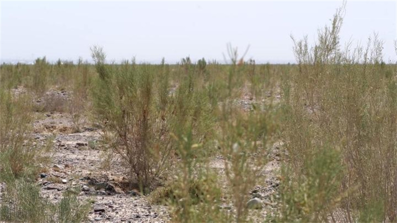 遇见最美嘉峪关 永昌县深耕“三北”防护林建设3.jpg