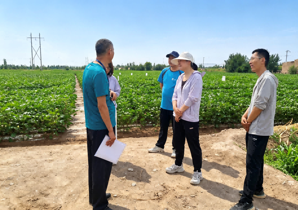 7月14日棉田检疫3.png