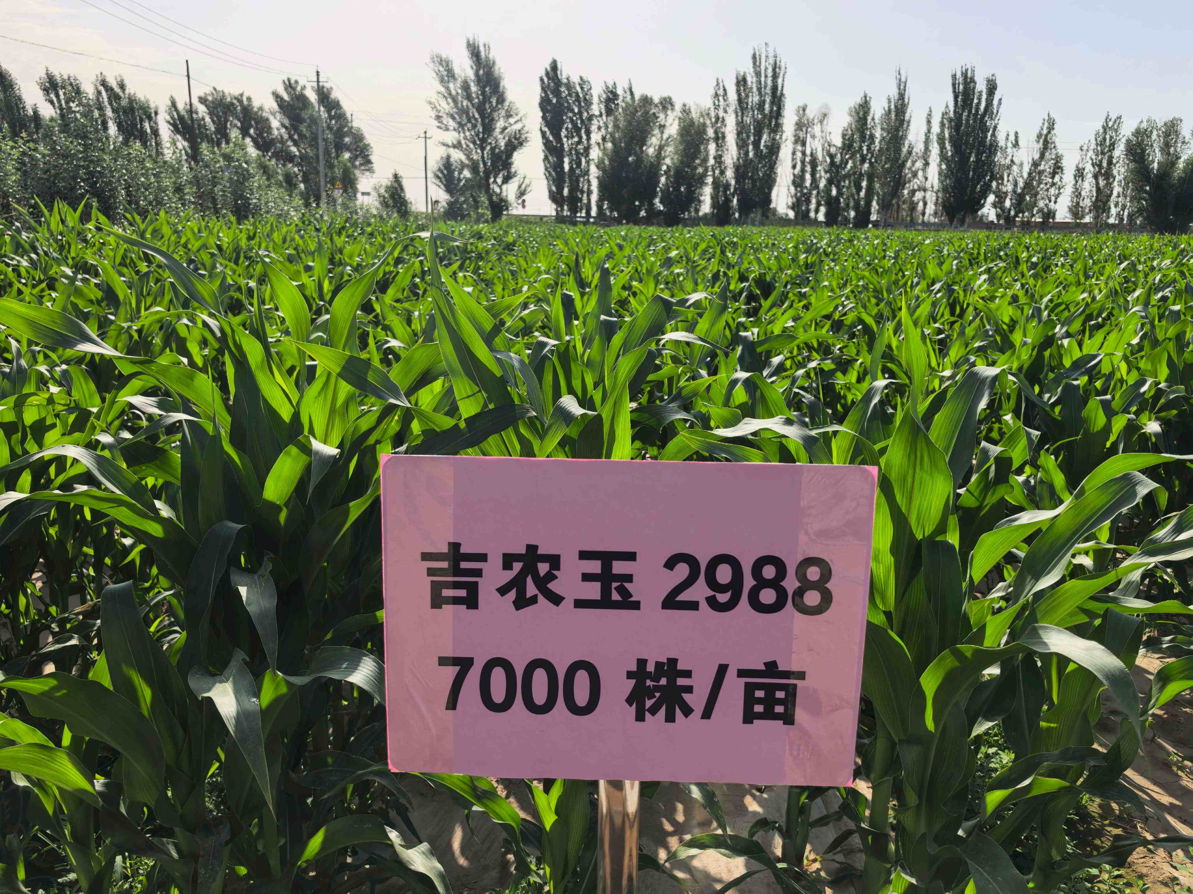 微信图片_20260716164258_102_342.jpg