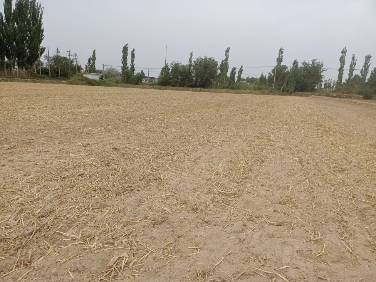 麦后复种玉米后.jpg