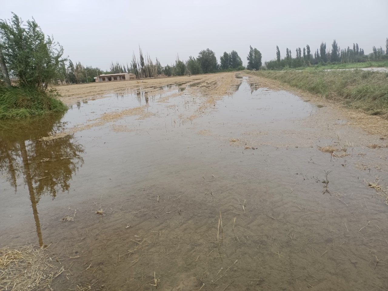 复种后灌水.jpg