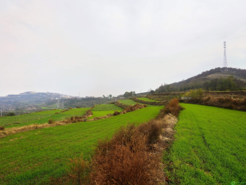 清水县冬麦沃野铺新绿 高产高效绘新篇