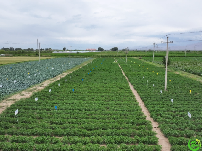 临泽披绿 盐碱耕地的焕新蝶变
