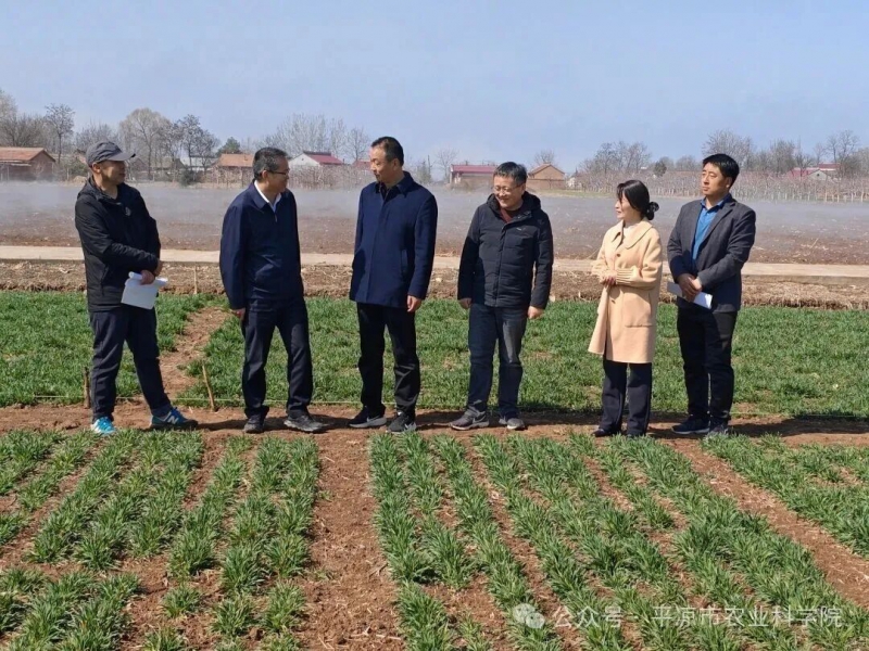 省现代寒旱特色农业麦类产业技术体系专家组调研指导平