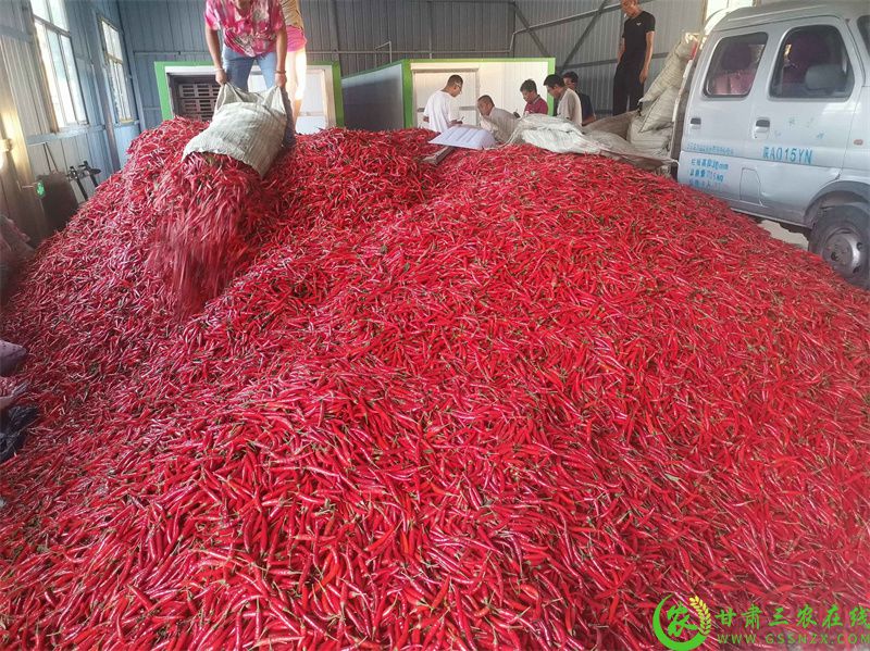 加工车间朝天椒堆成“小山”.jpg