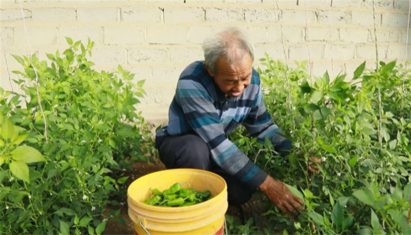 图片2 毛辣椒种植户赵普正忙着采摘.png