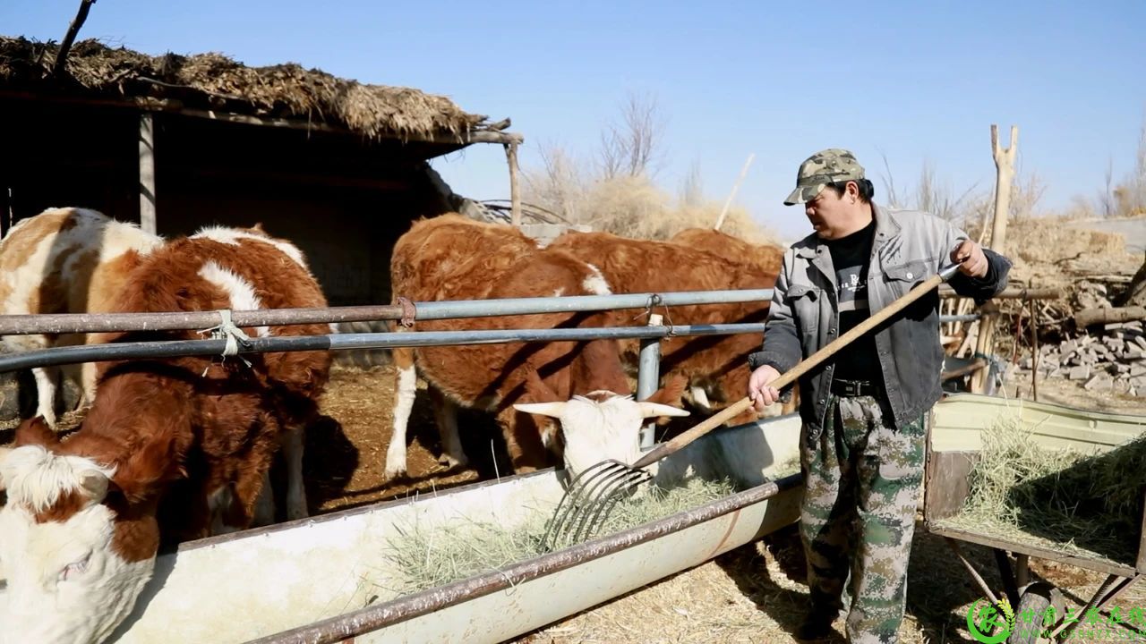 图片1 瓜州县南岔镇八工村村民陈鑫东依靠政策扶持走上规模化养殖路.jpg