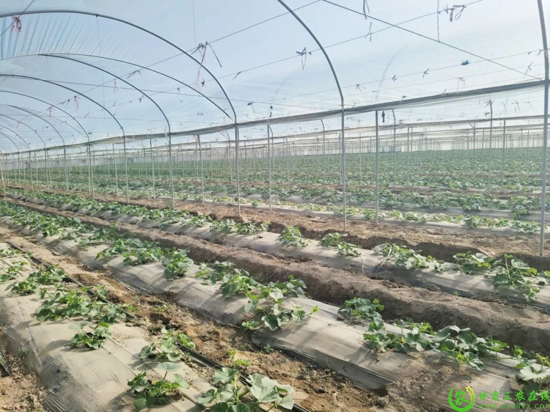 瓜州县瓜州镇三工村蜜瓜种植基地.jpeg