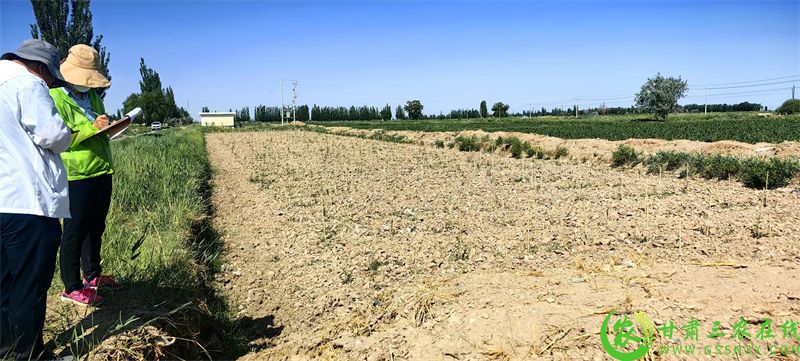 瓜州县启动枸杞产业园区统防统治补助项目.jpg