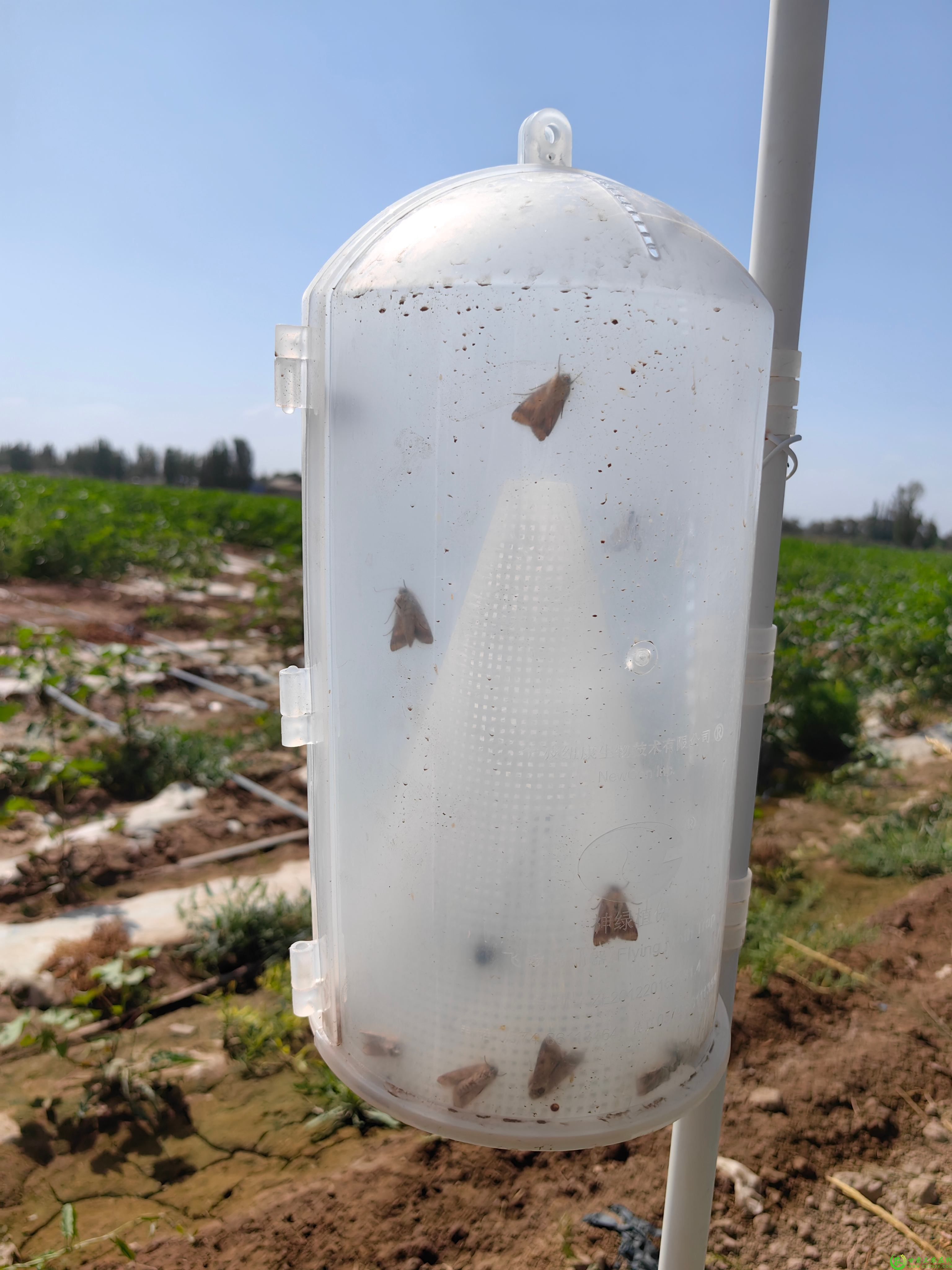 敦煌：查看棉铃虫 诱捕器诱虫情况7.jpg