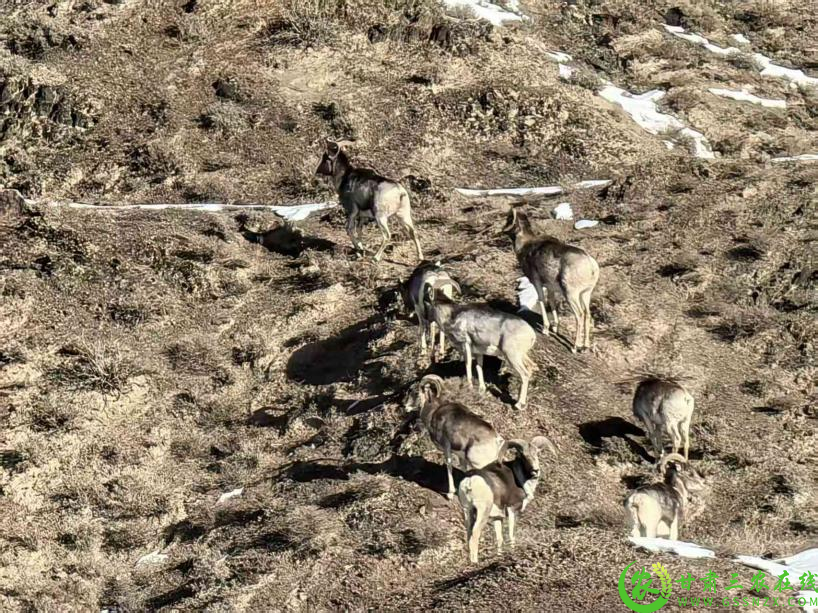 近日,甘肃安西极旱荒漠国家级自然保护区各基层站点在日常巡查与监测中,多次发现国家二级保护动物盘羊的活动踪迹.jpg